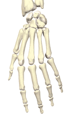 hand_all_layers_lrg_crop_b